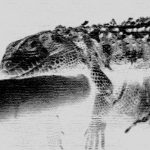 ブランデーを少々飲まされる